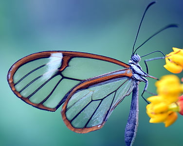 brown and black dragonfly on yellow flower thumbnail