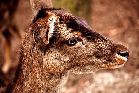 closeup photo of deer thumbnail