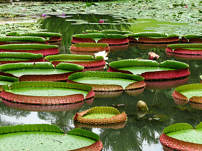 green plants on body of water during daytime thumbnail