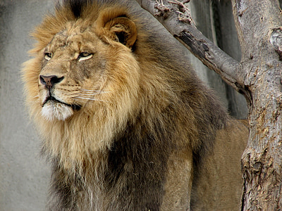male lion thumbnail