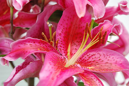 close-up photograph of pink petal flower plant thumbnail