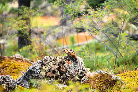 Beige and Black Chipmunk Standing on Grey Rocks Beside Green Tree Plants thumbnail