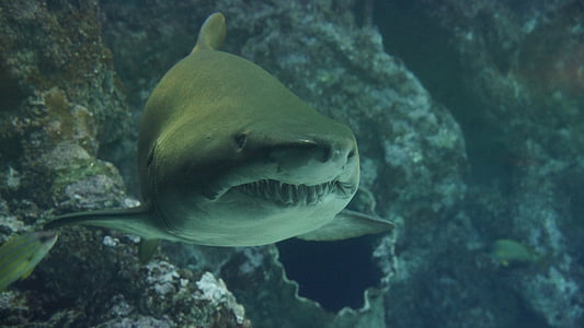 gray shark underwater thumbnail