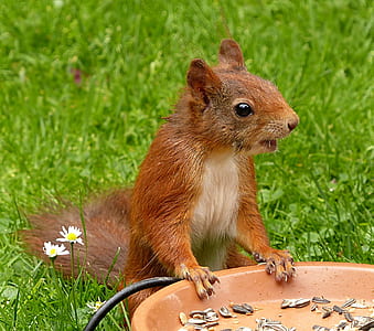 squirrel holding orange plate with sunflowers seeds on green grass during daytime thumbnail