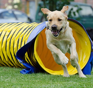 dog running towards the camera thumbnail
