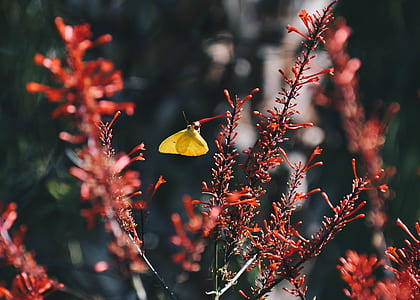 yellow butterfly perched on red petaled flower thumbnail