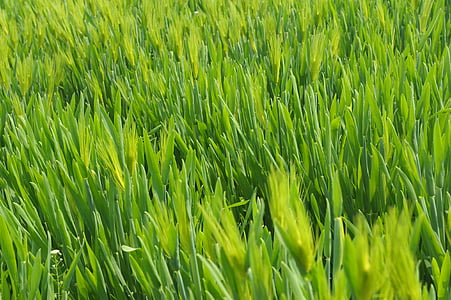 green grass field thumbnail
