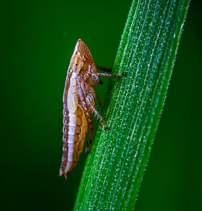 Macro Shot Yellow and Green Insect thumbnail