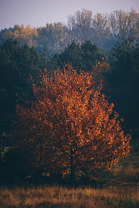 brown leafed tree under cloudy sky thumbnail