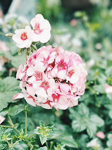 nature, flowers, garden, petals thumbnail