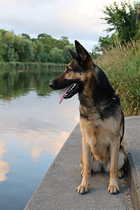 adult black and tan German shepherd thumbnail
