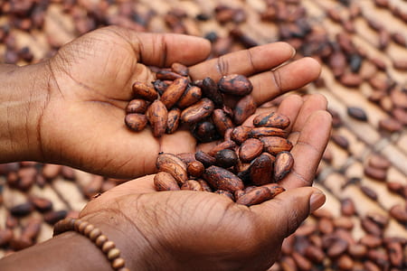 person holding brown beans thumbnail