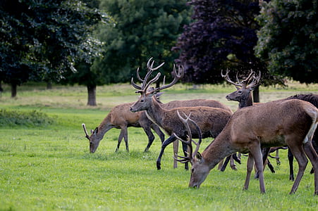 herd of deer during daytime thumbnail
