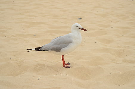 Selective Focus Photo Of Ring-billed Gull thumbnail