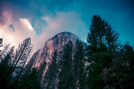 pine tree forest and mountain during daytime thumbnail