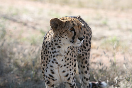 white and black Adult Cheetah thumbnail