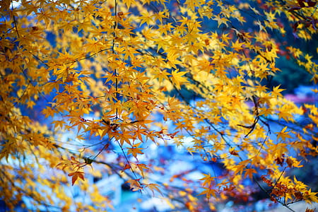autumn leaf thumbnail