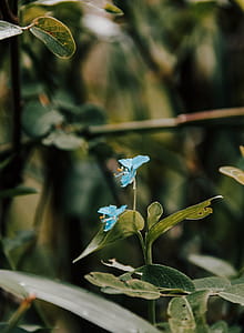 Close-Up Photo of Blue Flowers thumbnail