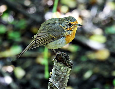 gray bird on tree brand thumbnail