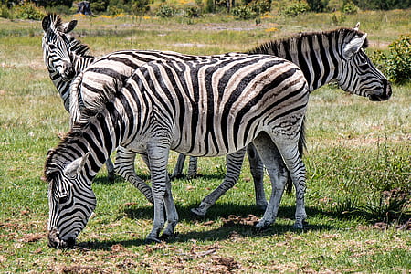 three Zebra on green grass field thumbnail