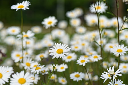 shallow focus photography of white sunflower thumbnail