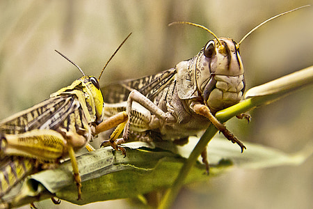focus photography of two grasshoppers thumbnail
