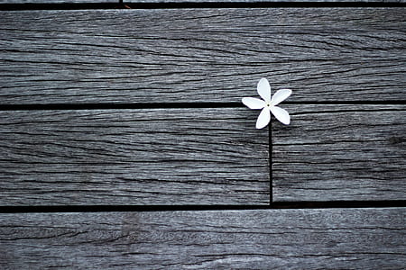 white flower on gray wooden panel thumbnail