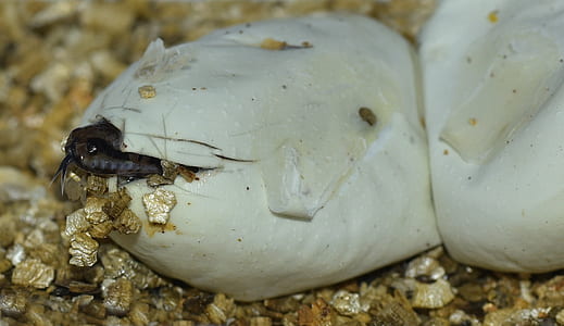 selective focus photography of black snake out in shell thumbnail
