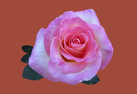 pink rose with brown background thumbnail