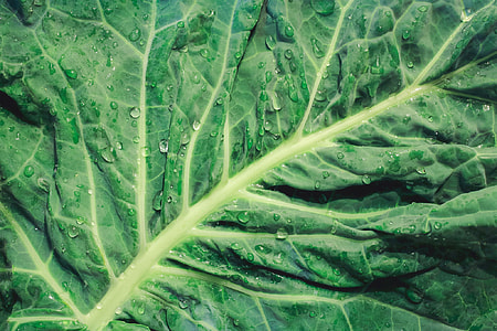 green buchoy thumbnail