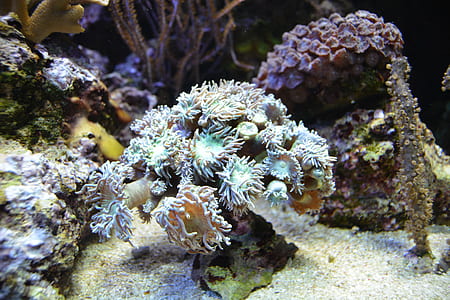 coral reefs thumbnail