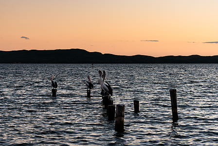 two pelicans perched on wooden stake at sea thumbnail