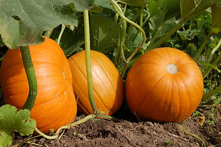three orange squash vegetables thumbnail