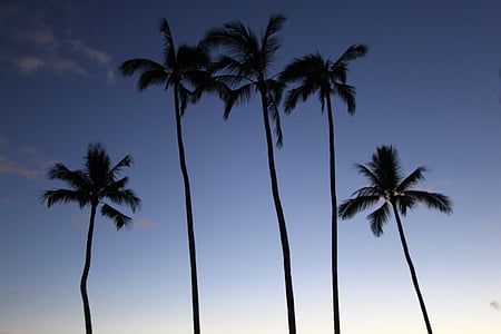 silhouette of palm trees thumbnail