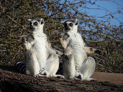two white animals near tree thumbnail