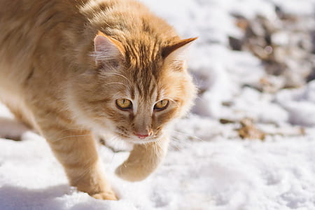 orange tabby cat walking on snowfield thumbnail