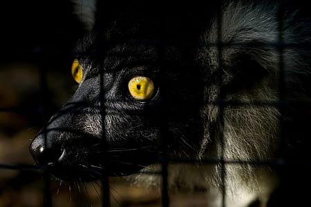 close-up photo of brown and black animal with yellow eye thumbnail