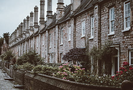 flowers beside concrete houses thumbnail