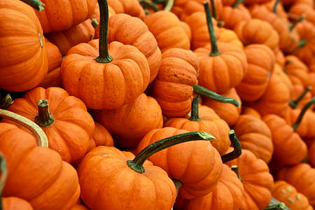 bunch of pumpkins thumbnail