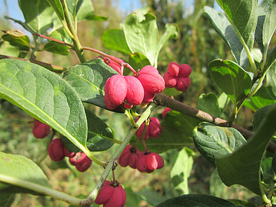 Euonymus Europaeus, Spindle thumbnail