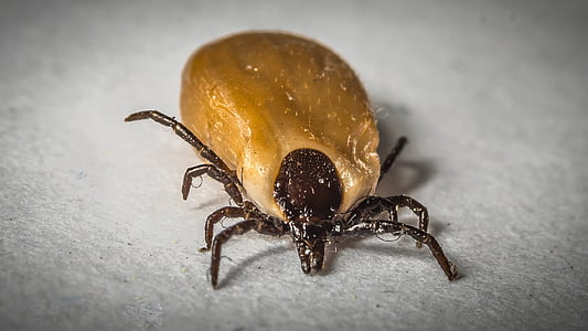 brown tick thumbnail