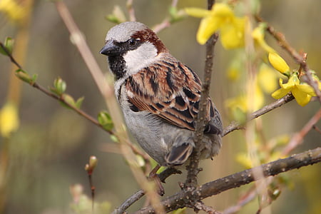 sparrow bird perched on the tree branch thumbnail