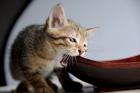 short-furred brown and black kitten chewing on wood inside well lighted room thumbnail