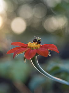 macro photography of bee on red flower thumbnail