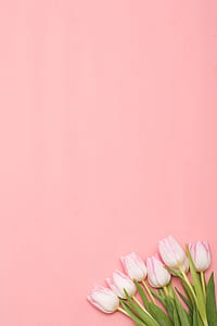 seven pink tulip flowers thumbnail