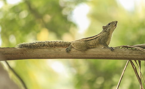 Photo of Chipmunk on Tree Branch thumbnail