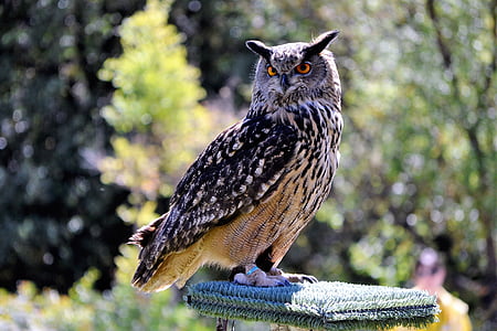 black and gray owl standing on gray textile during daytime thumbnail