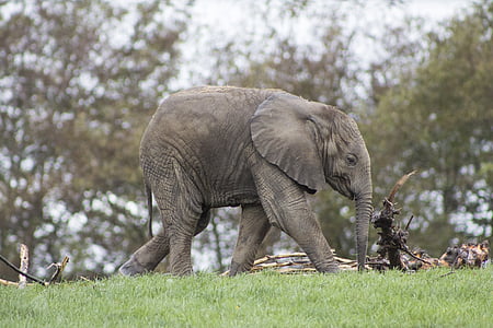 elephant walking on grass field thumbnail