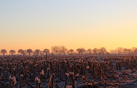landscape photo of field and trees thumbnail
