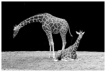 photo of two giraffes thumbnail